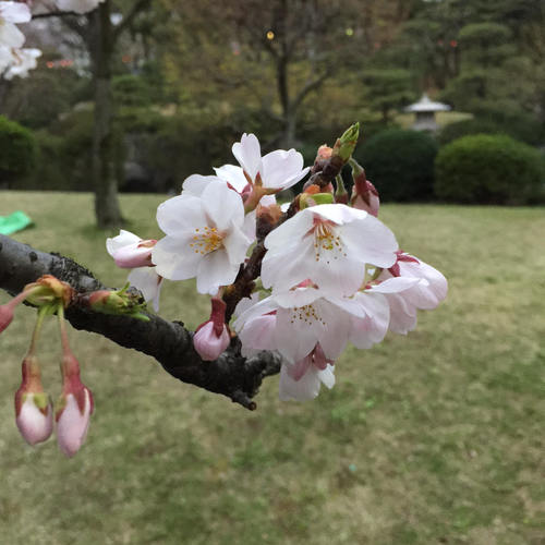 sakura_160407.jpg